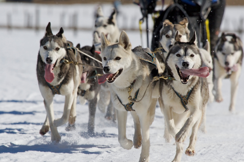 dog sled racing in Anchorage, Alaska