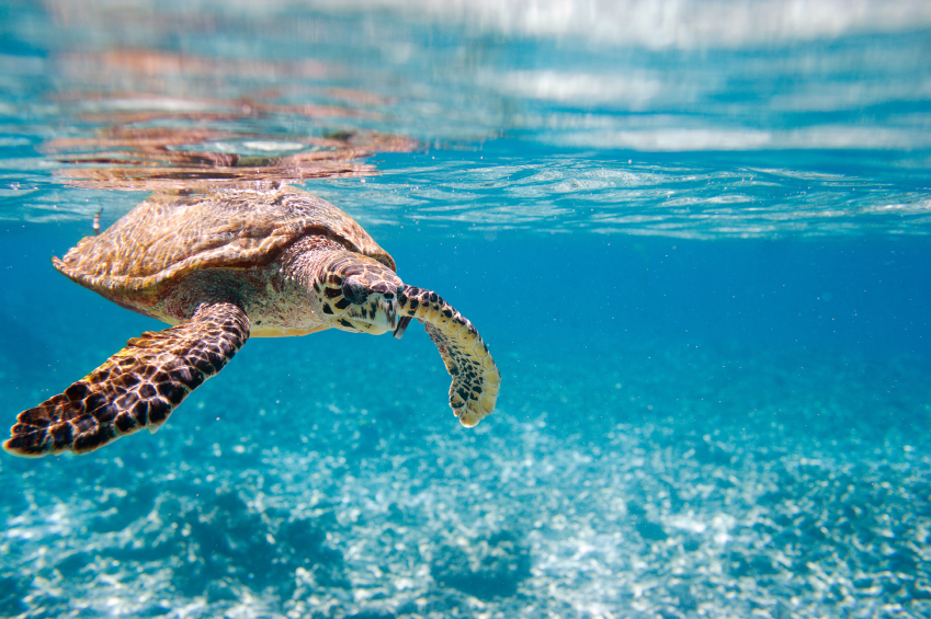 Hawksbill sea turtle swimming in Indian ocean in Seychelles