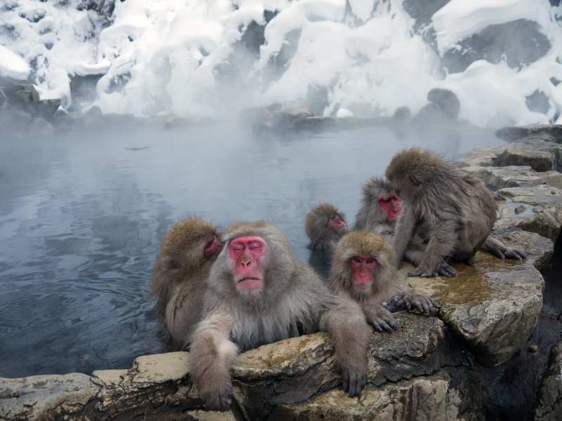 monkeys in Jigokudani Hot Springs 