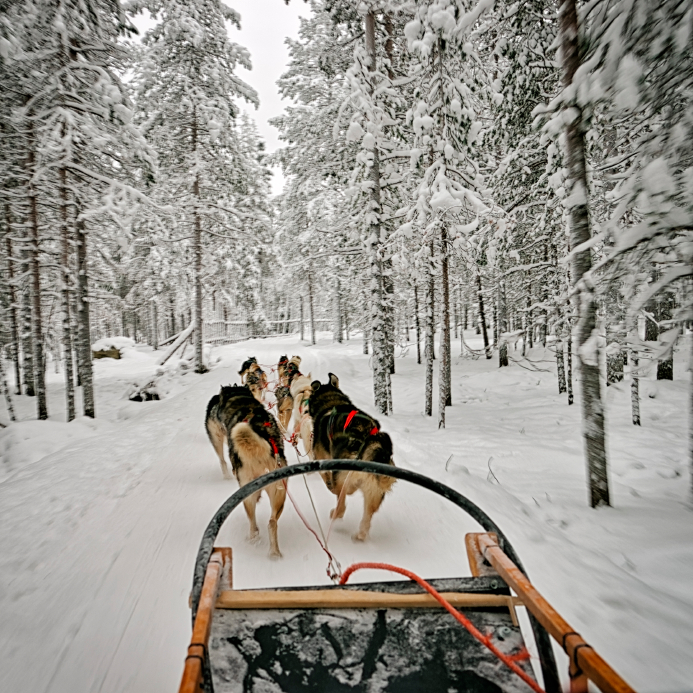 dog sled in Anchorage, Alaska