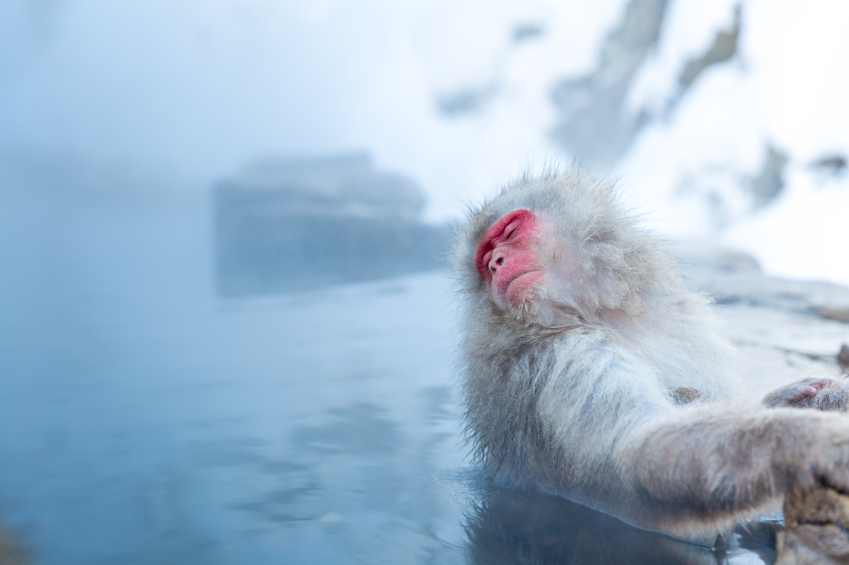 Japanese Snow monkey in hot spring Onsen Jigokudan Park, Nakano, Japan